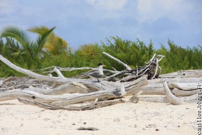 ile des oiseaux atoll de tetiaroa