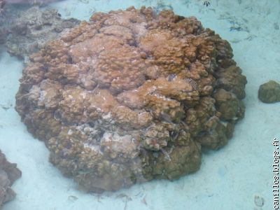 corail vivant dans le lagon plage de temae moorea