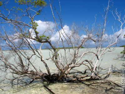 arbre situé dans le lagon de rangiroa