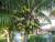 de nombreuses noix de coco (cocotier hotel hibiscus)